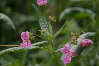 Close-up of pink bougainvillea blooming outdoors