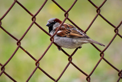 Close-up of bird perching on chainlink fence