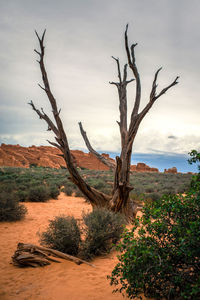 Bare tree on desert against sky