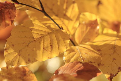 Close-up of yellow autumn leaves