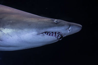 Side view of shark in aquarium