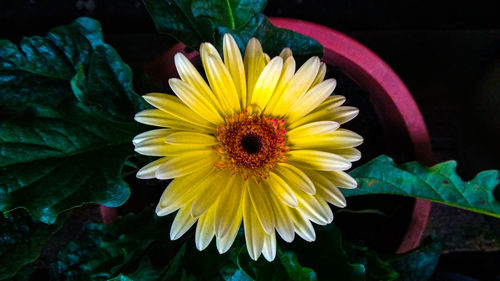 Close-up of yellow flower