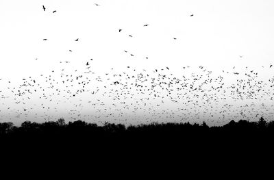 Silhouette birds flying in the sky