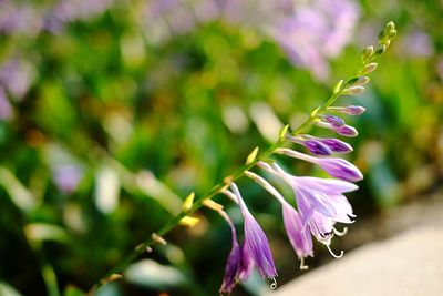 Close-up of purple flowers