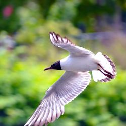 Birds in flight