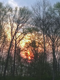 Low angle view of silhouette trees in forest during sunset