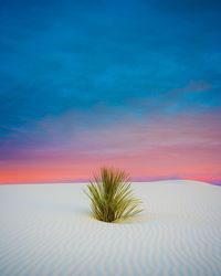 Plants on sand dune against sky during sunset