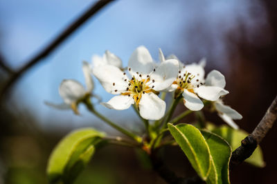 Close-up of white cherry blossom on tree