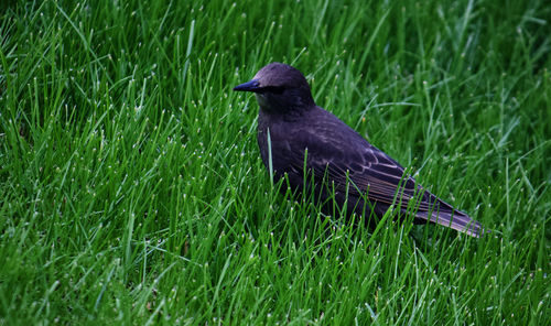 Bird perching on a field