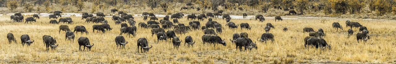 Buffaloes grazing on land