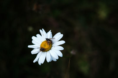 Close-up of white daisy