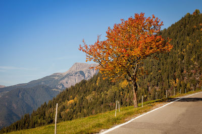 Trees by road against sky during autumn