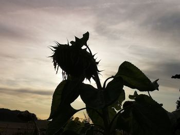 Low angle view of silhouette plant against sky