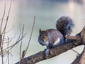 Close-up of squirrel on tree branch