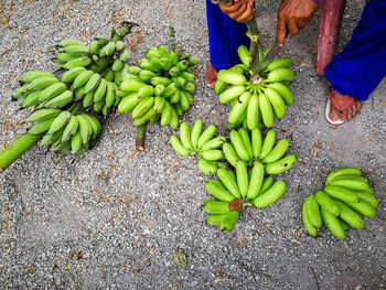 High angle view of fruits growing on land