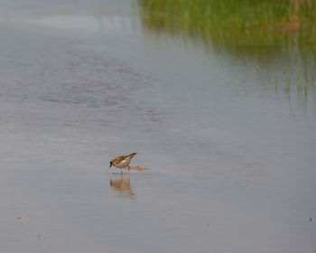 Bird flying over lake