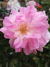 Close-up of pink rose