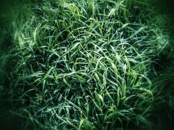 Full frame shot of green grass