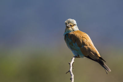 Close-up of bird perching on branch against sky