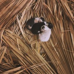 High angle view of a cat