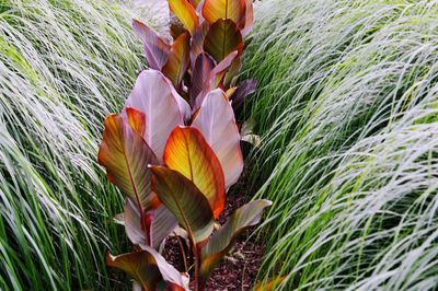 Close-up of day lily blooming on field