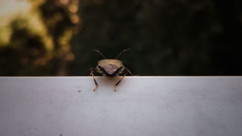 Close-up of insect on wall