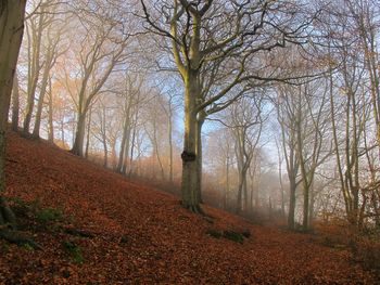 Bare trees in forest during autumn