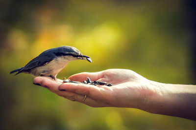 Close-up of hand holding bird