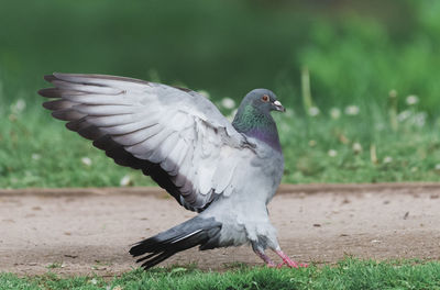 Pigeon flying over a field