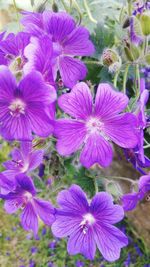 High angle view of pink flowering plant