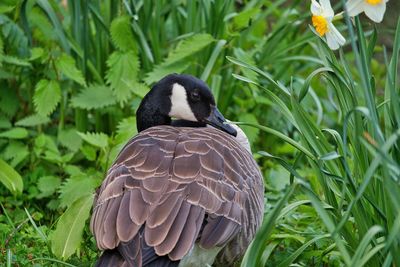Close-up of a bird on field