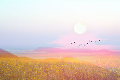 View of birds flying in the sky