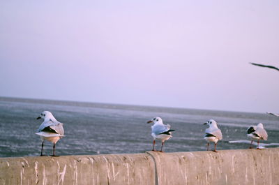 Seagulls perching on a shore