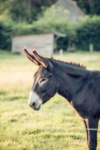 Close-up of a horse on field