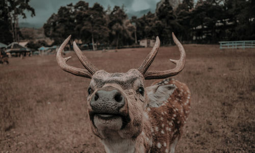 Close-up of deer on field