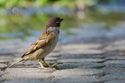 Close-up of bird perching on footpath