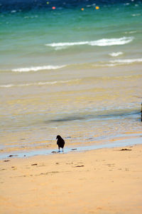 View of bird on beach