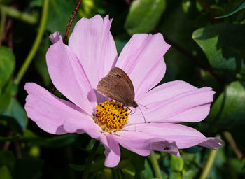 Close-up of butterfly pollinating on pink flower