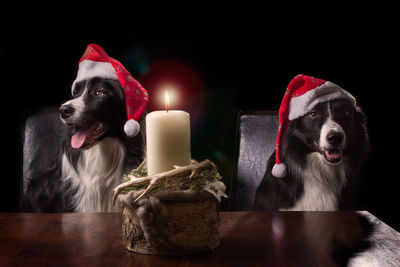 Dogs wearing santa hat with candle burning in foreground at table