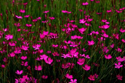 Close-up of pink flowering plants