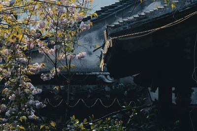 Low angle view of cherry blossoms against building