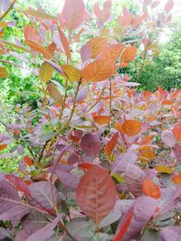 Leaves on tree trunk