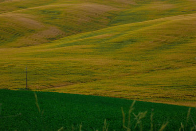 Scenic view of agricultural field