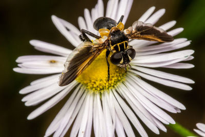 Close-up of bee on white flower