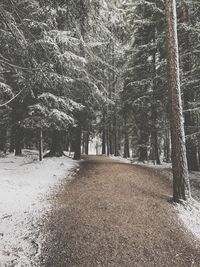 Close-up of trees against sky