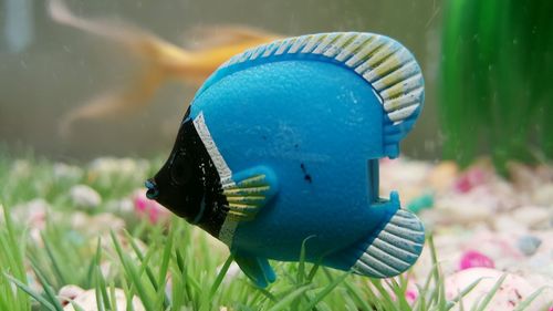 Close-up of bird on grass