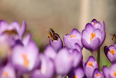 Close-up of insect on purple flower