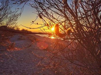 Sun shining through trees