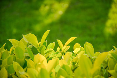 Close-up of yellow flowering plant on field