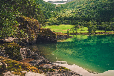 Scenic view of lake by trees in forest